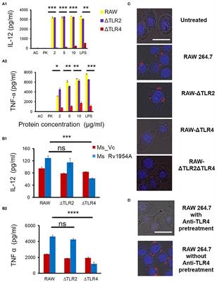 Mycobacterium smegmatis Bacteria Expressing Mycobacterium tuberculosis-Specific Rv1954A Induce Macrophage Activation and Modulate the Immune Response